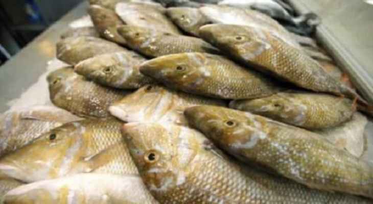 افزایش بیش از حد بهای ماهی در لبنان.